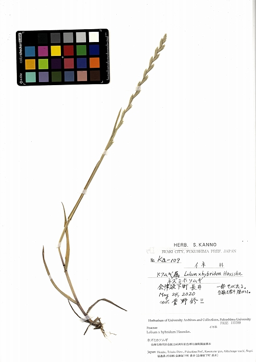 標本