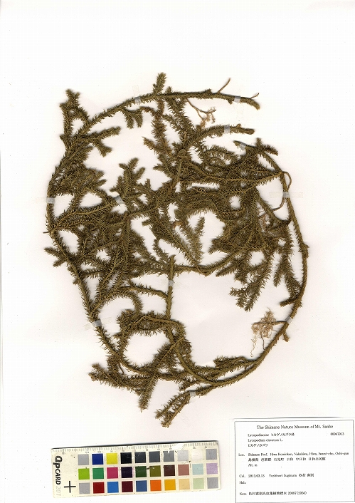 １２月　ヒカゲノカズラ　　　　 お問い合せページ ヒカゲノカズラ科 (Lycopodiaceae) - PictureThis